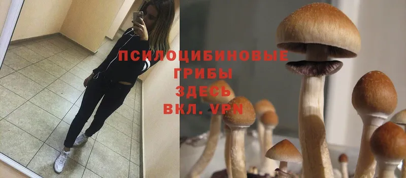 Псилоцибиновые грибы MAGIC MUSHROOMS  Юрьев-Польский 